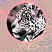 What Are You Going To Do Now EP - Cerule